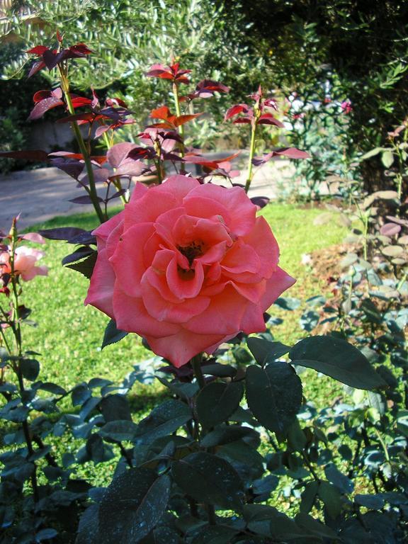 Al Vecchio Olivo Bed & Breakfast Фраскати Екстериор снимка